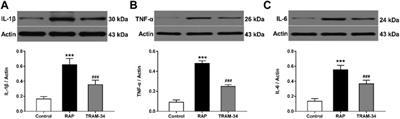 Blocking Intermediate-Conductance Calcium-Activated Potassium Channels in the Macrophages Around Ganglionated Plexi Suppresses Atrial Fibrillation Vulnerability in Canines With Rapid Atrial Pacing